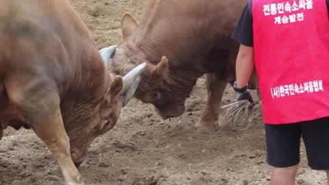 South Korea Bull Fight Tournament