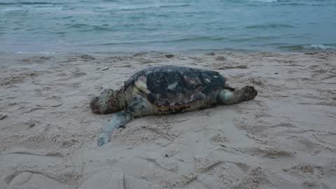 Dead Tortoise In Gaza