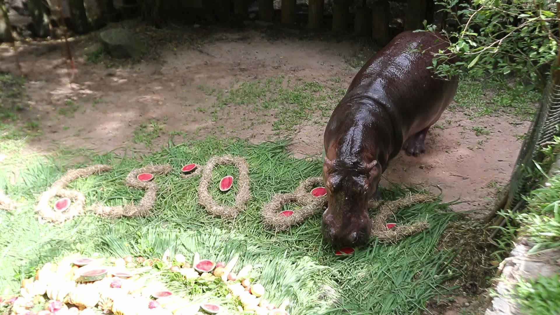 Mae Mali, Thailand’s Oldest Hippopotamus, Celebrates 59th Birthday with Fruit and Vegetable Cake at Khao Kheow Open Zoo