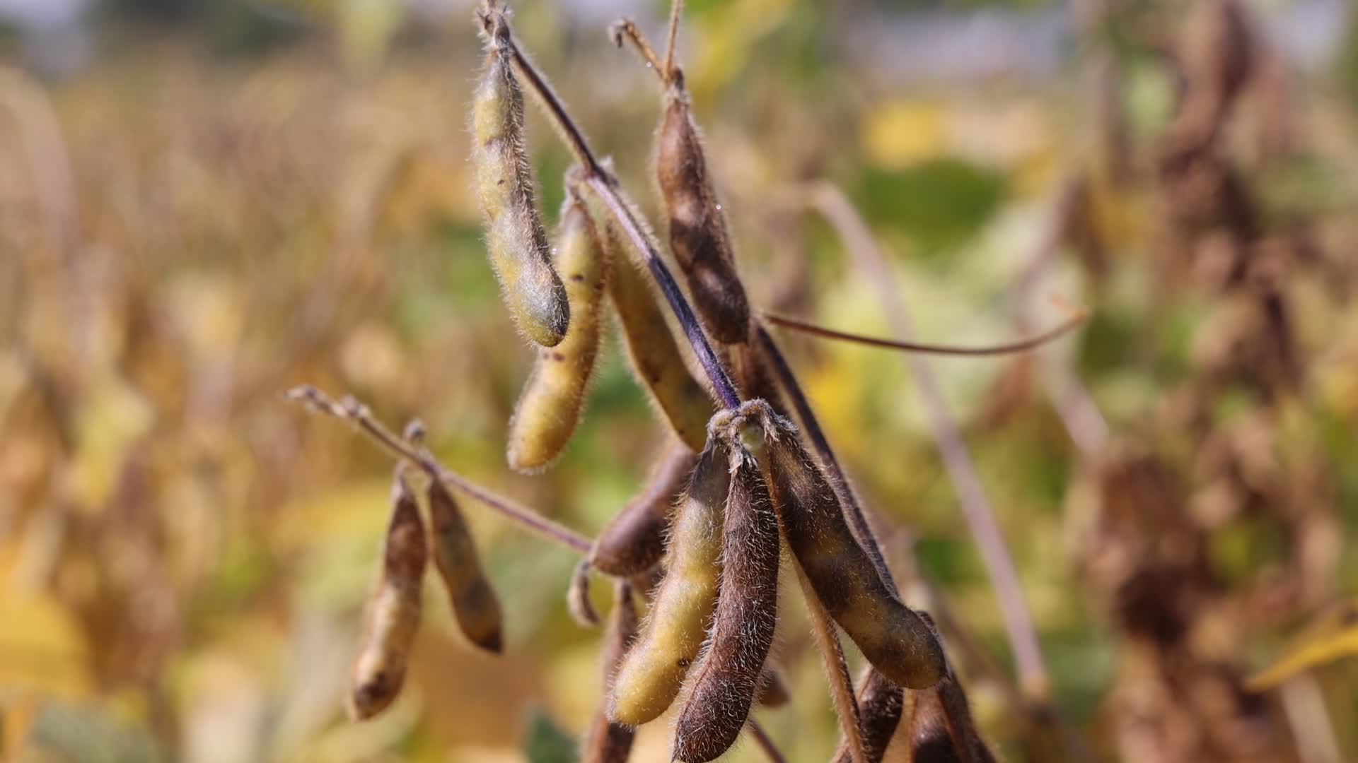 Soybean field in Canada