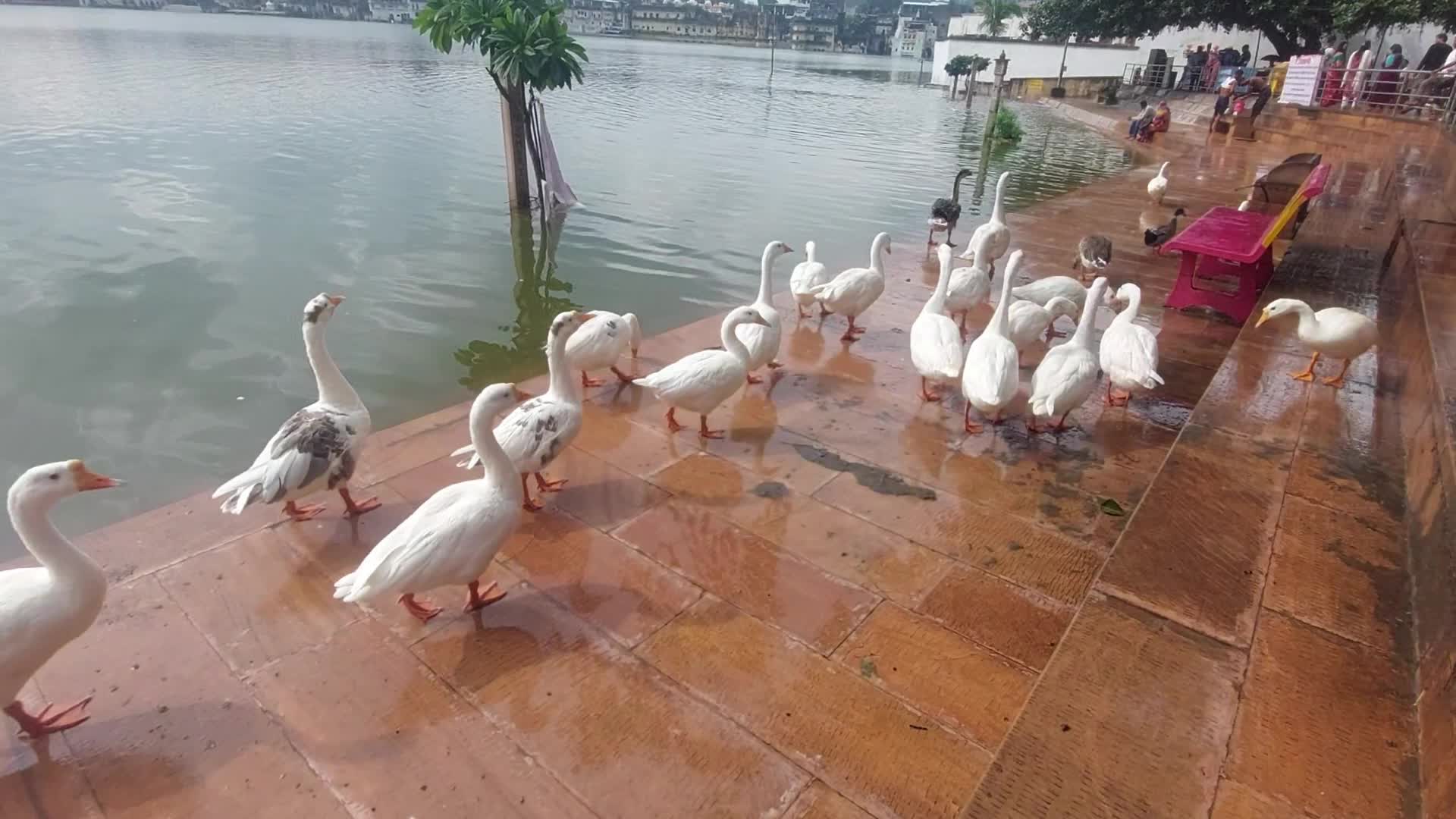 Duck Near the Holy Lake of Pushkar