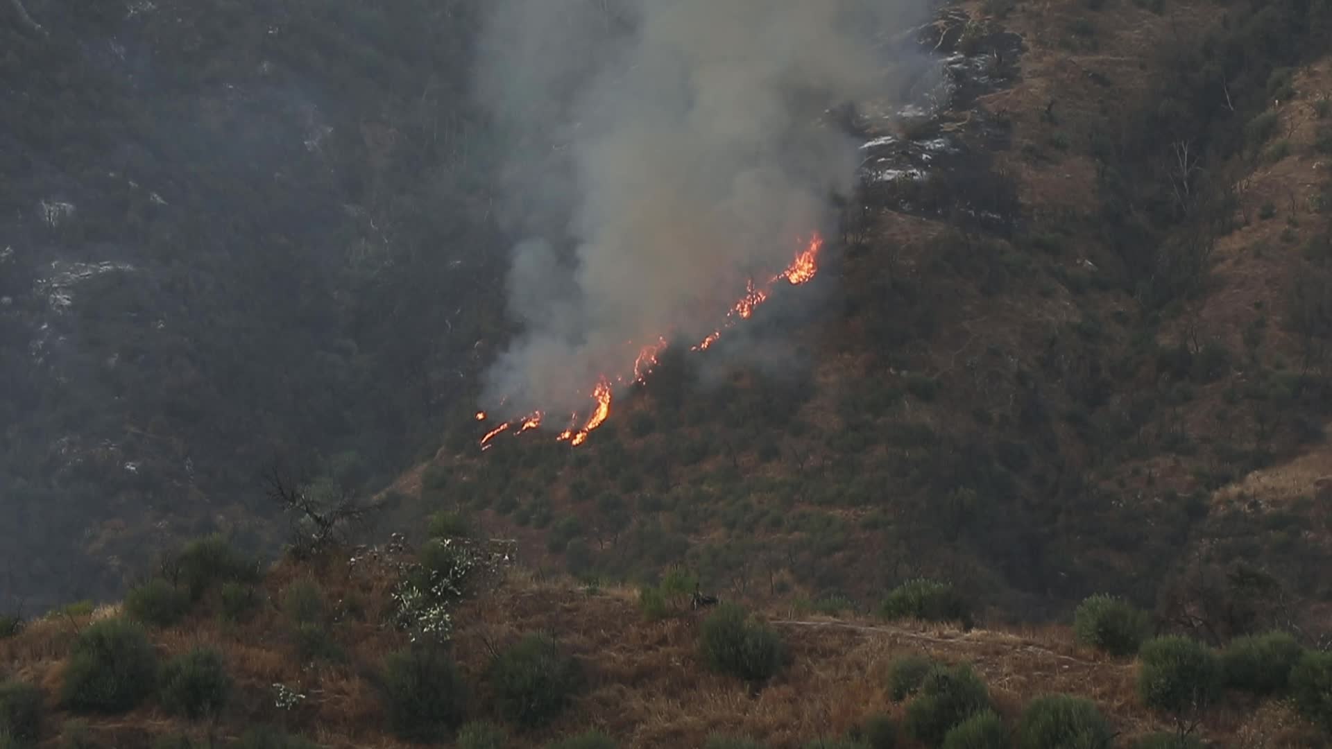 Forest fire In Algeria