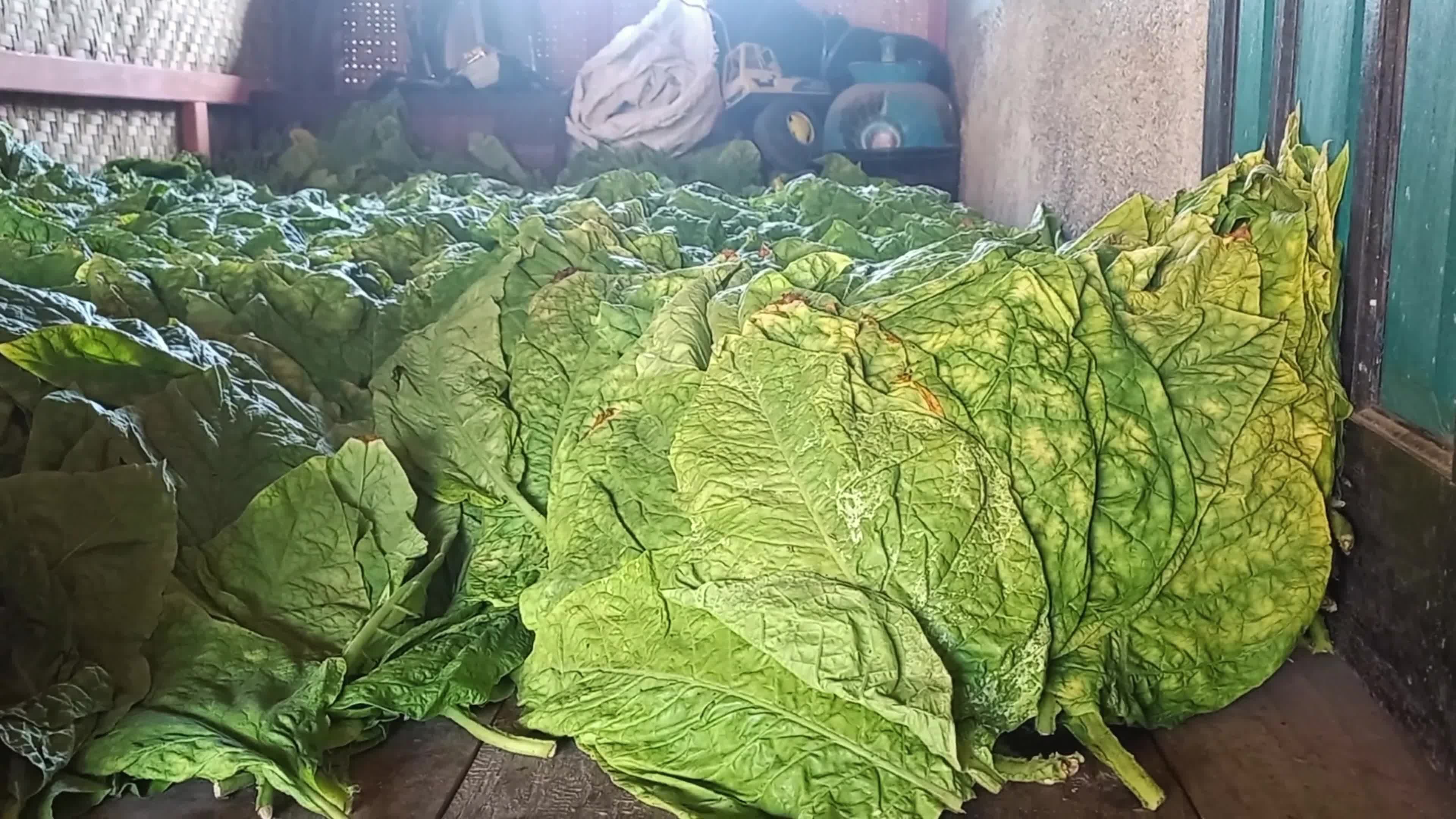 Traditional Tobacco Process In Sumedang West Java Indonesia - 10/04/2024 