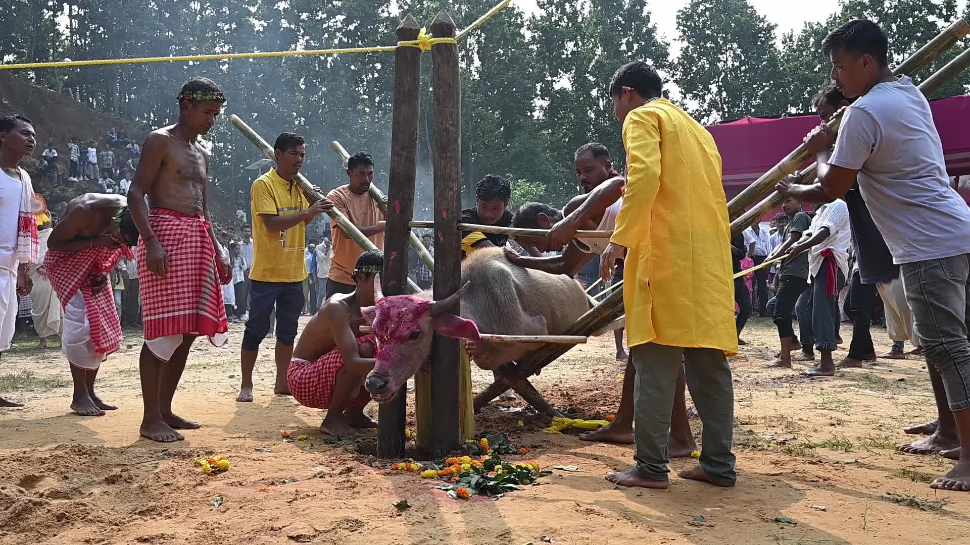 Animal sacrifice during Durga Puja festival