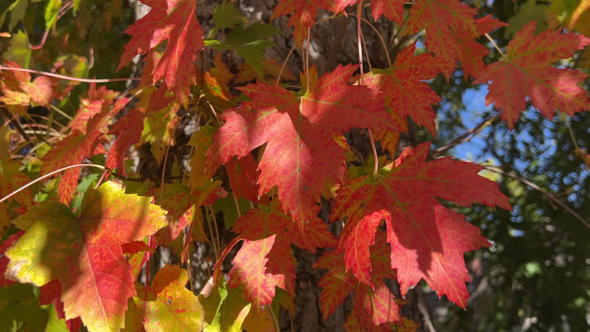 Autumn season in Canada