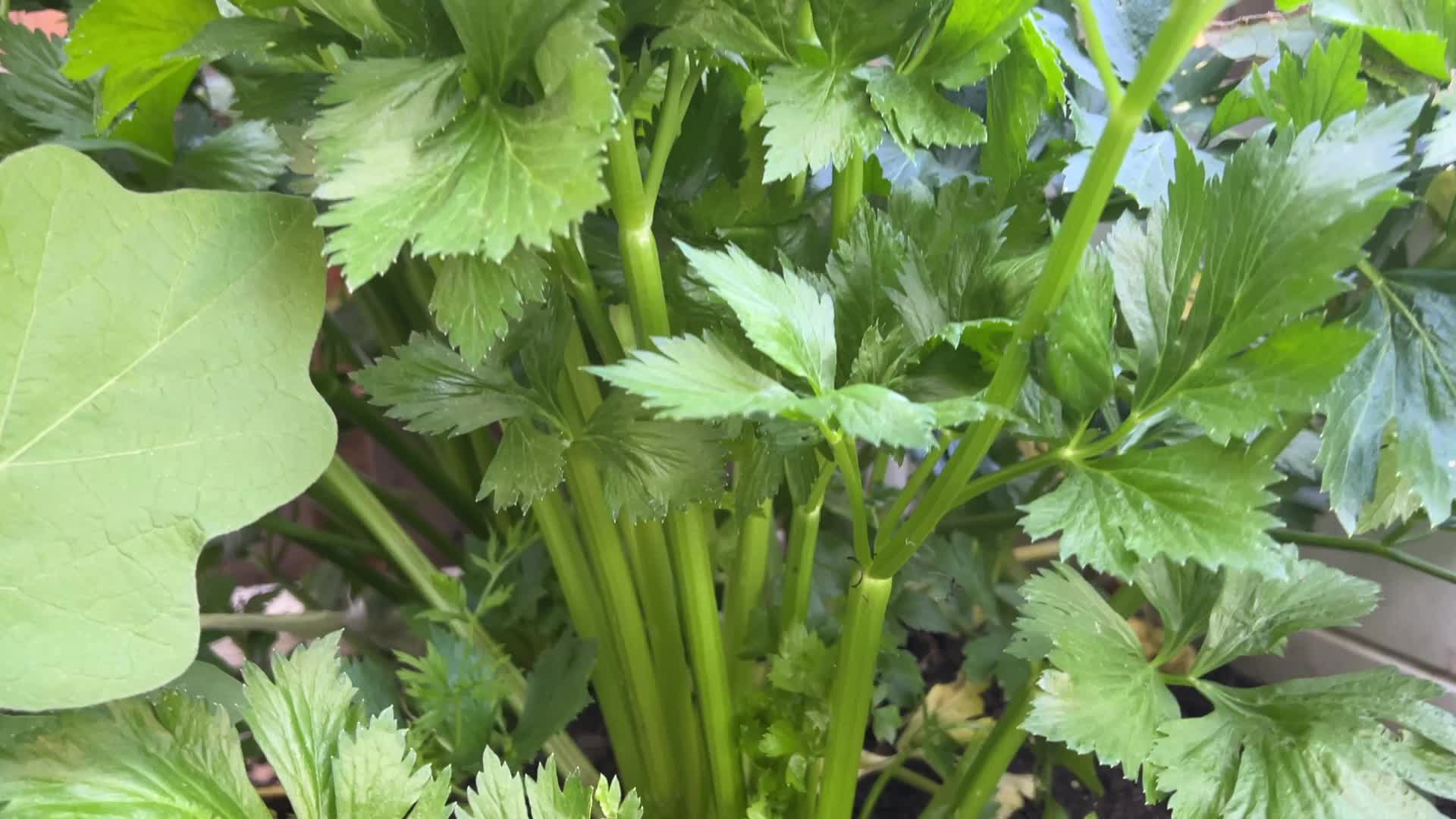 Agriculture in Canada - Celery