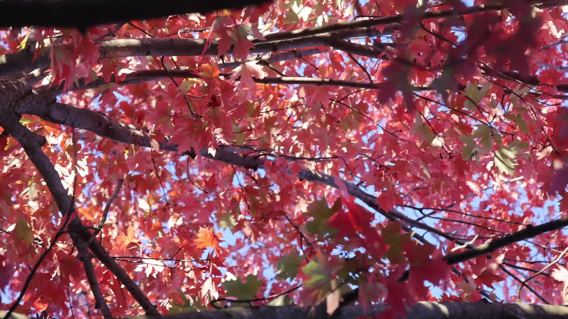 Autumn in Toronto, Canada