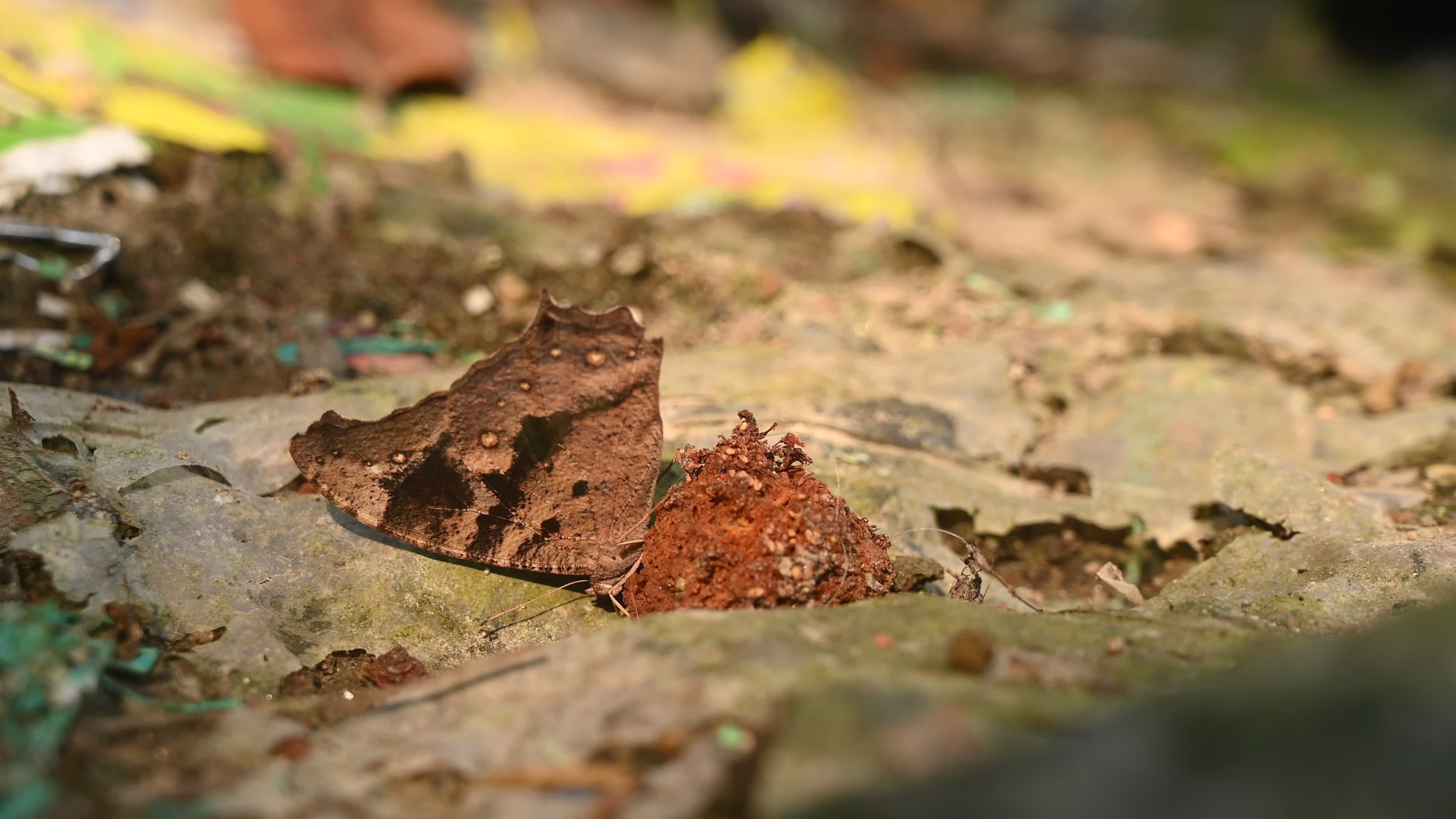 Evening brown butterfly (Melanitis lead) camouflage to resemble a dead leaf