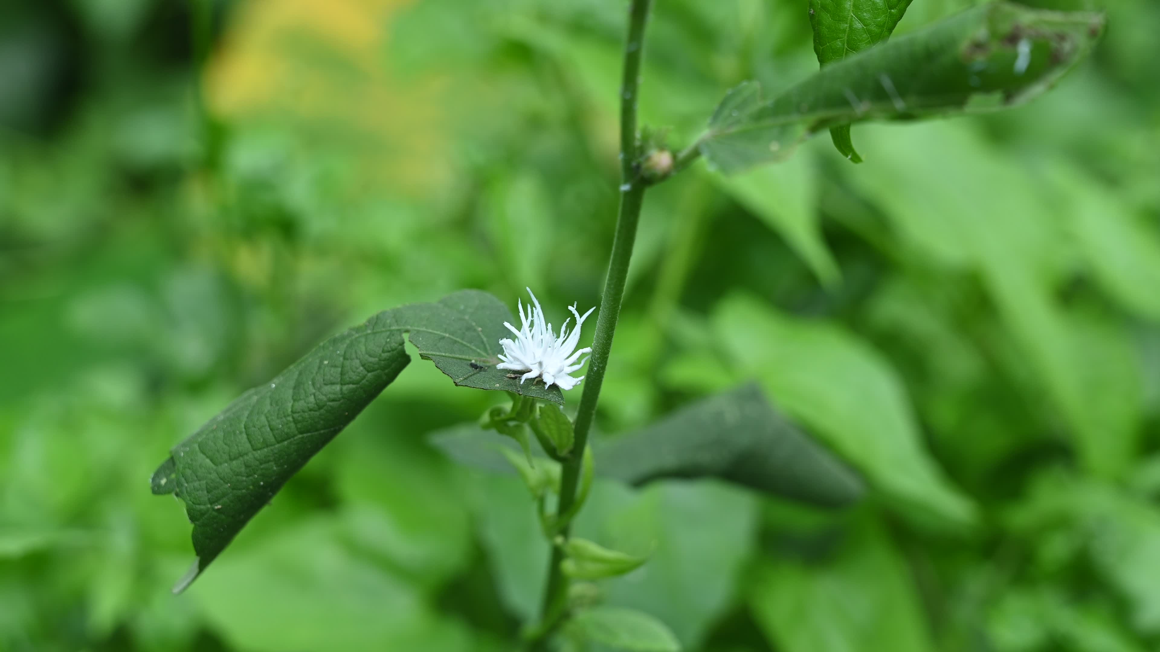 Ladybug beetle (Coccinellidae) larvae camouflage to resemble a white flower