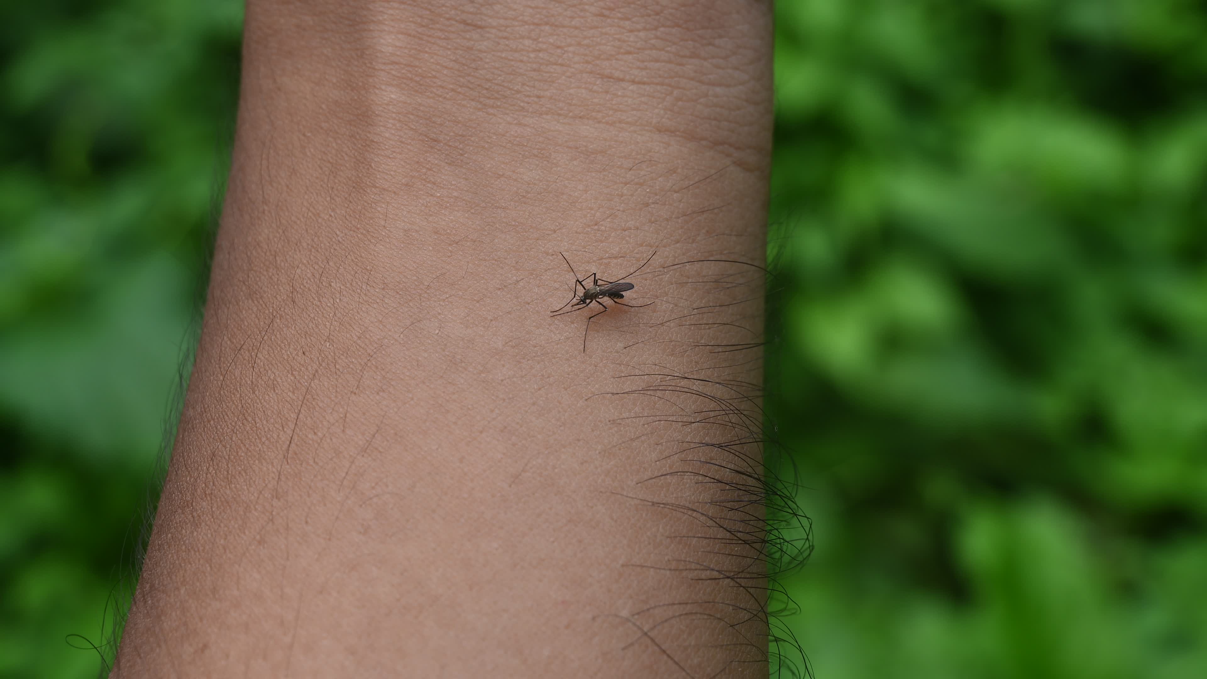 Aedes Mosquito - Mosquito bites