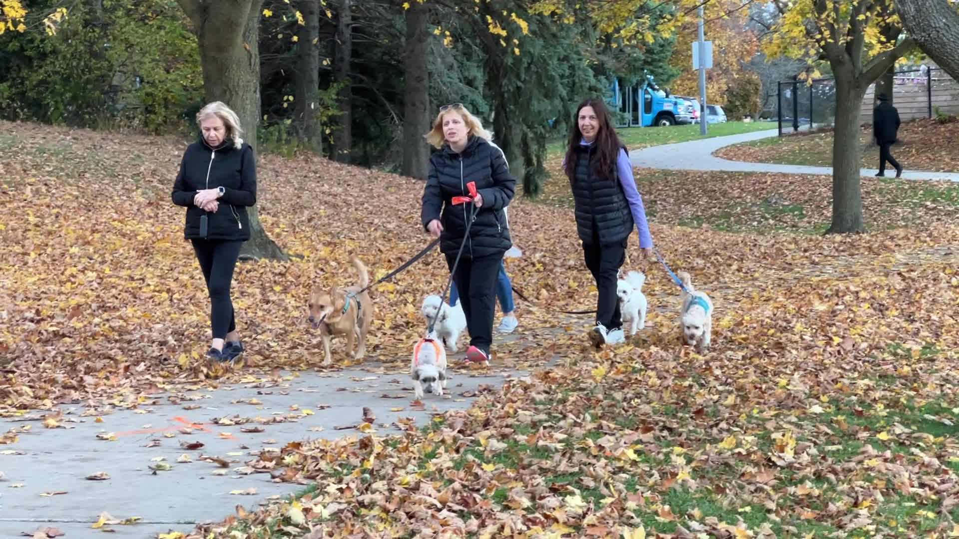 Autumn season in Toronto, Canada