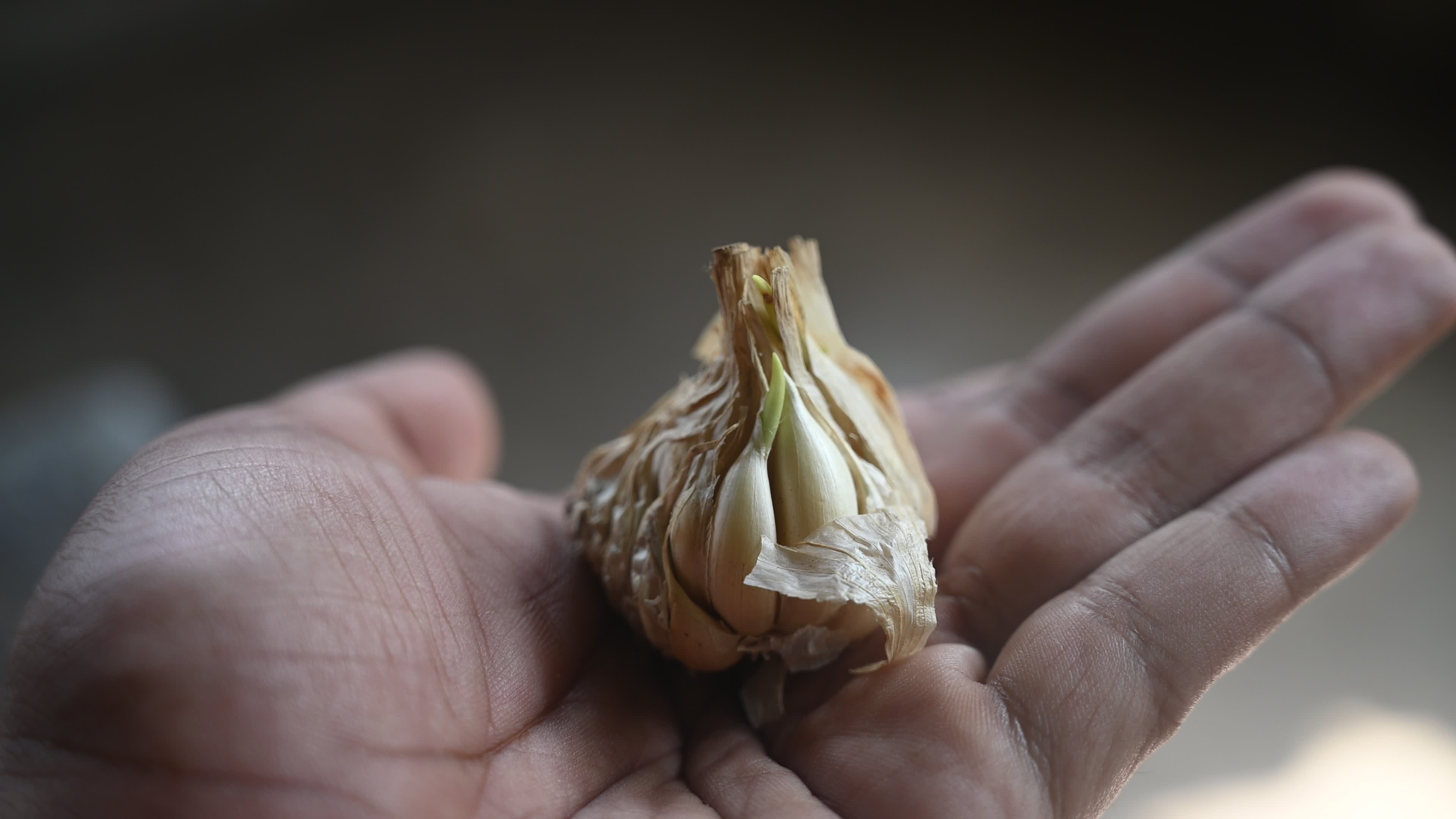 Garlic - Allium sativum - Indian Vegetables