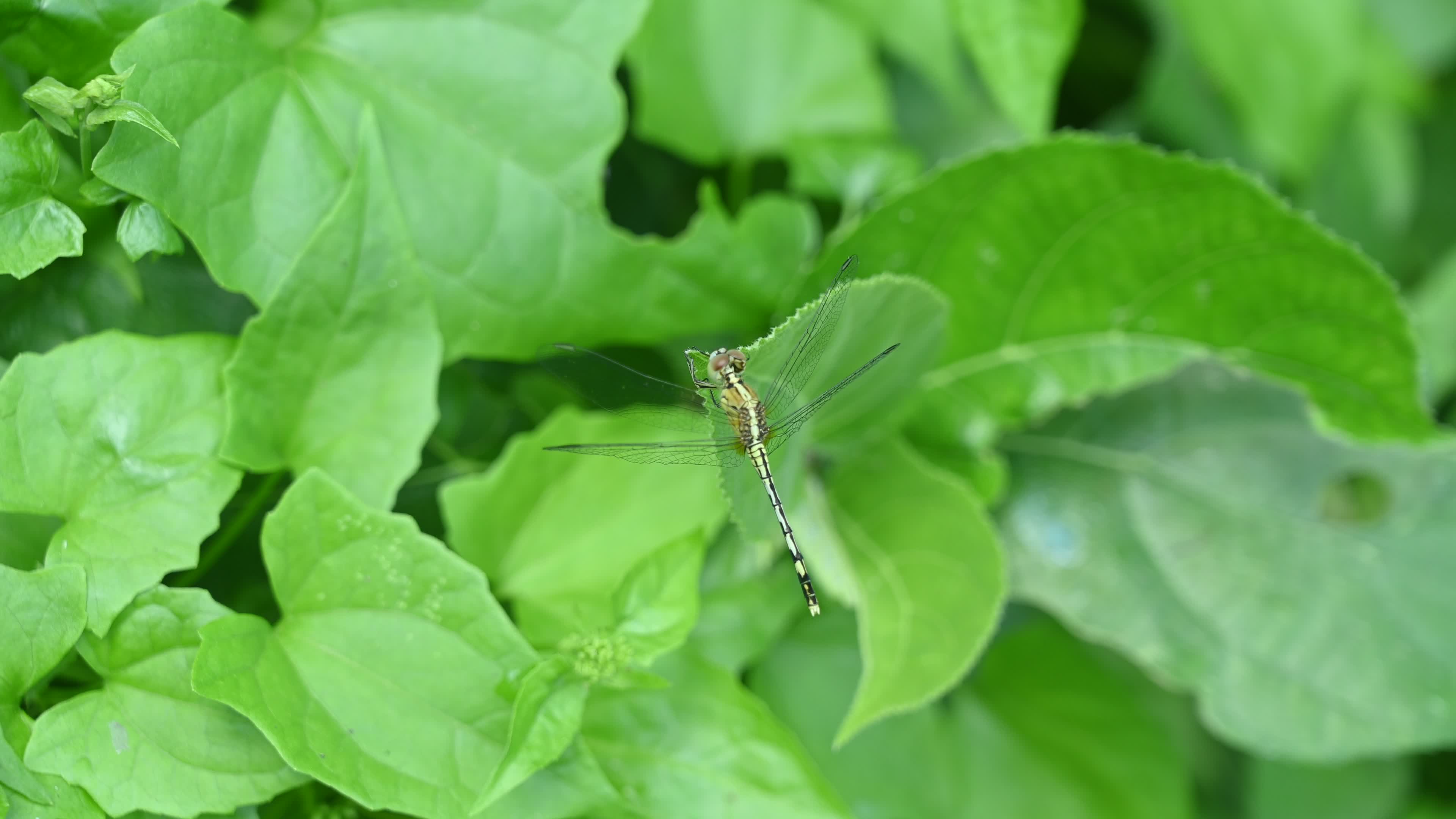 Chalky percher - Ground skimmer - Diplacodes trivialis