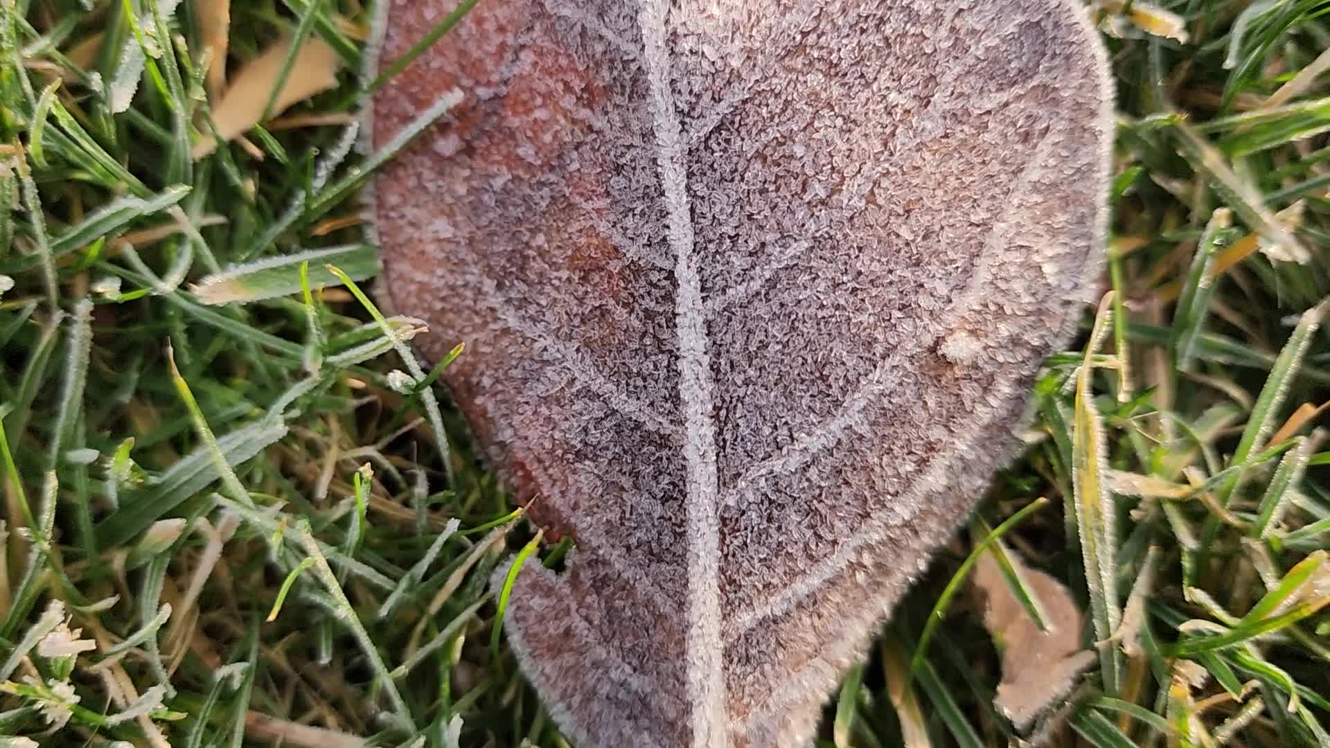 First frost of the season in Toronto, Canada