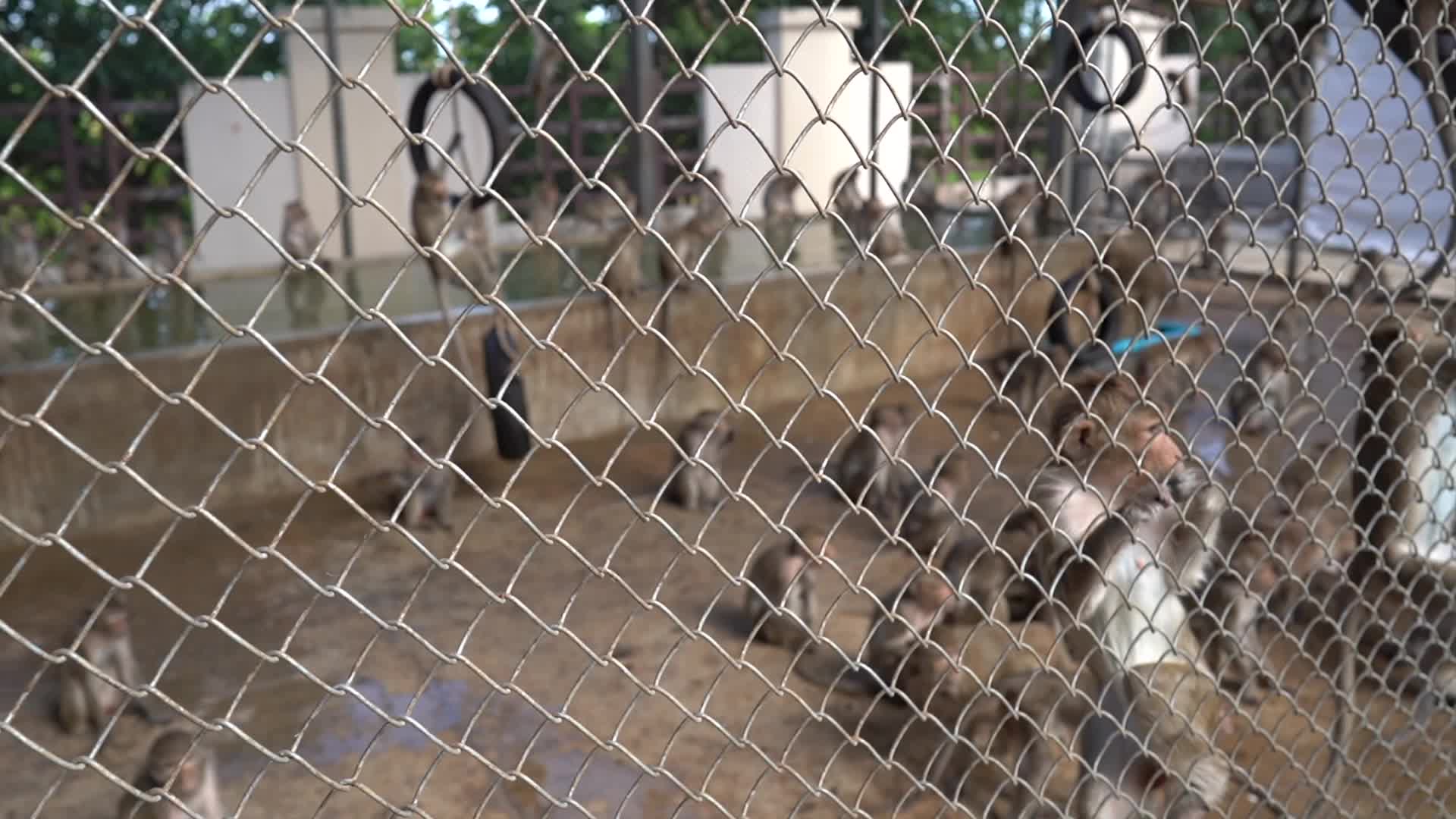  Thailand's Annual Monkey Banquet Festival in Lopburi