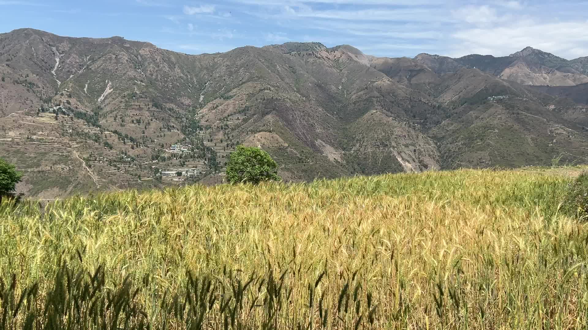 Wheat field in the Sainji Village