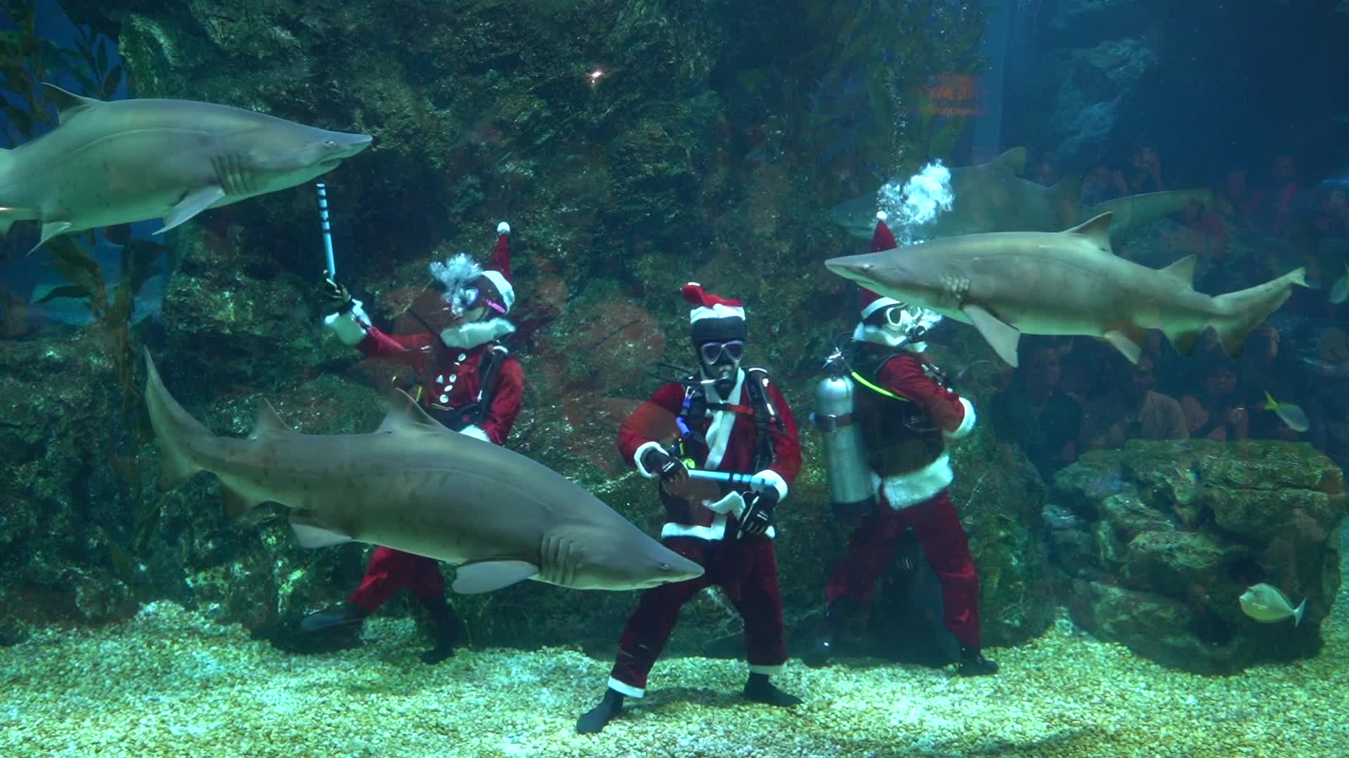 Fish feeding performance by Santa Claus diver to celebrate Christmas