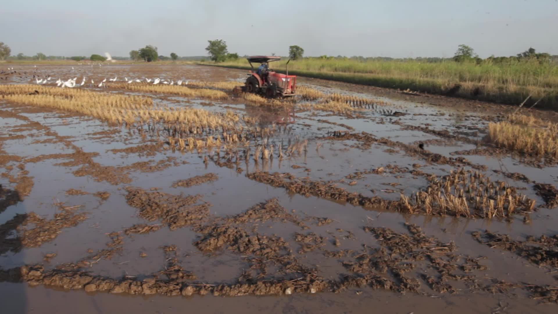 Thailand Agriculture