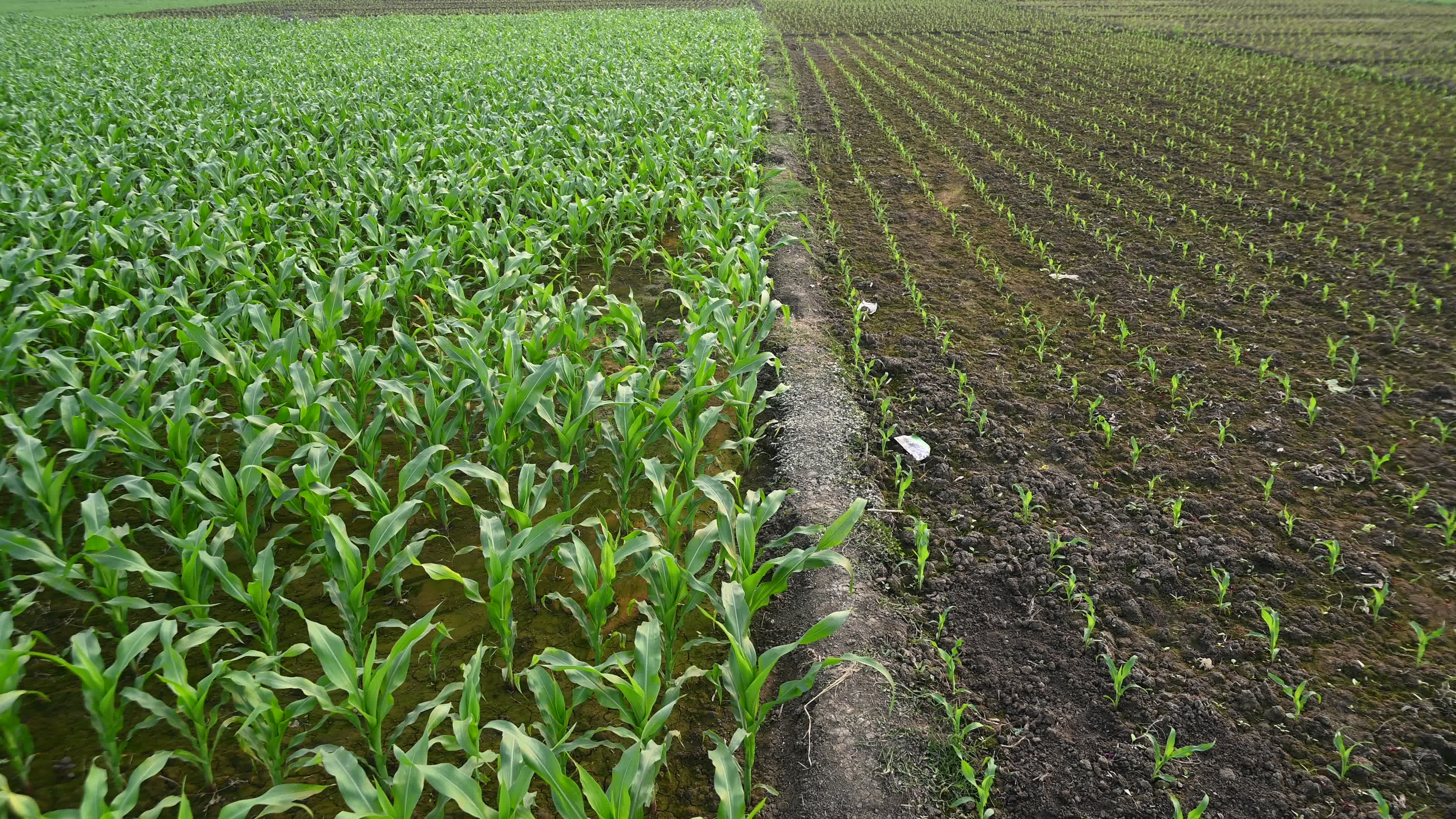 Maize cultivation in India - Cornfield 