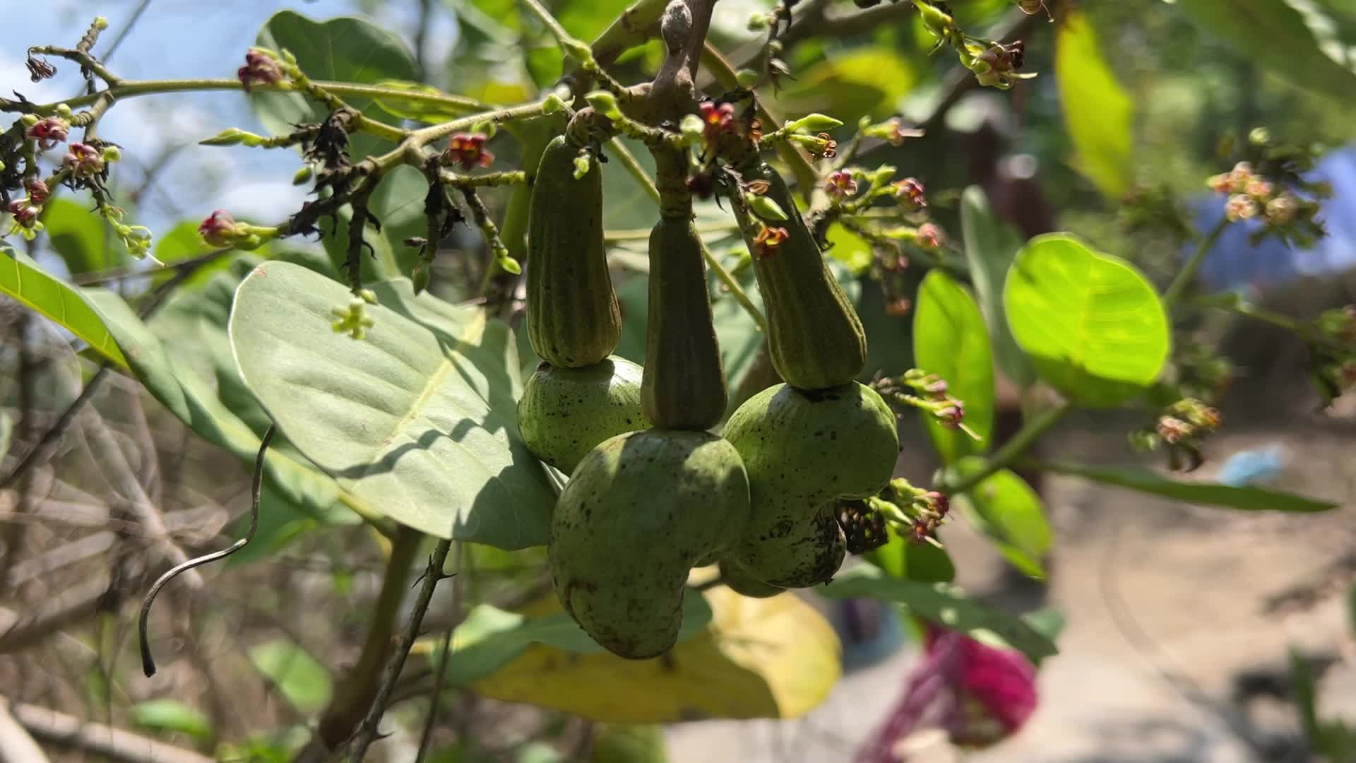 Cashew nut cultivation in Kerala, India