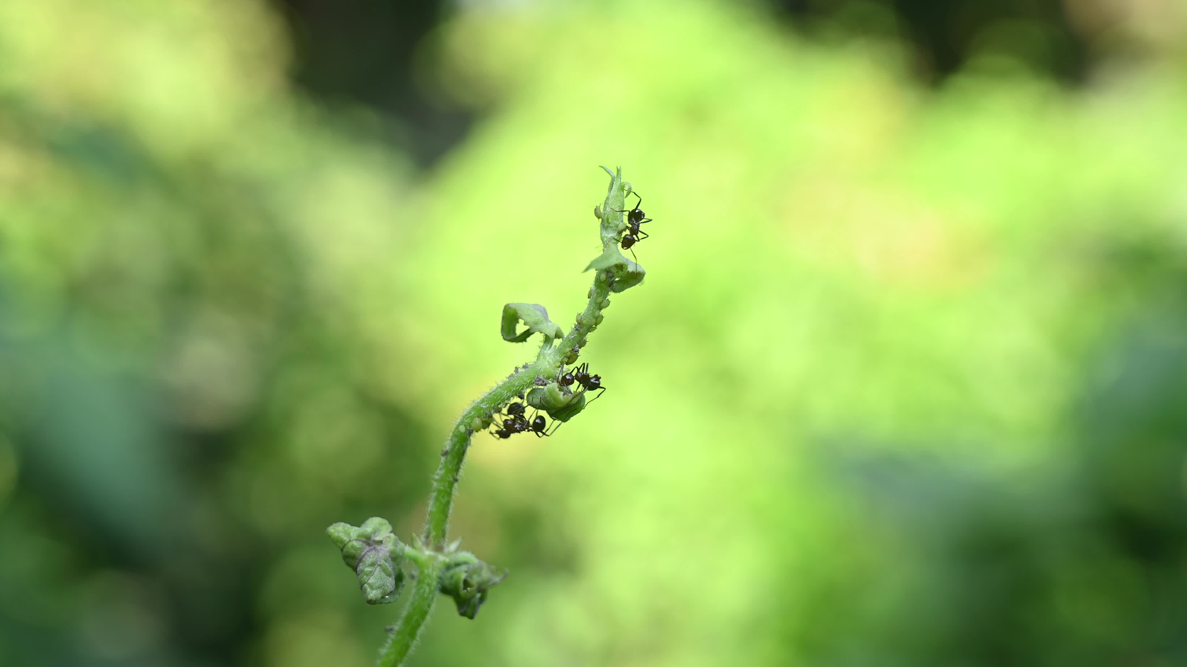 Spiny Ant - Polyrhachis Ant - Animal India