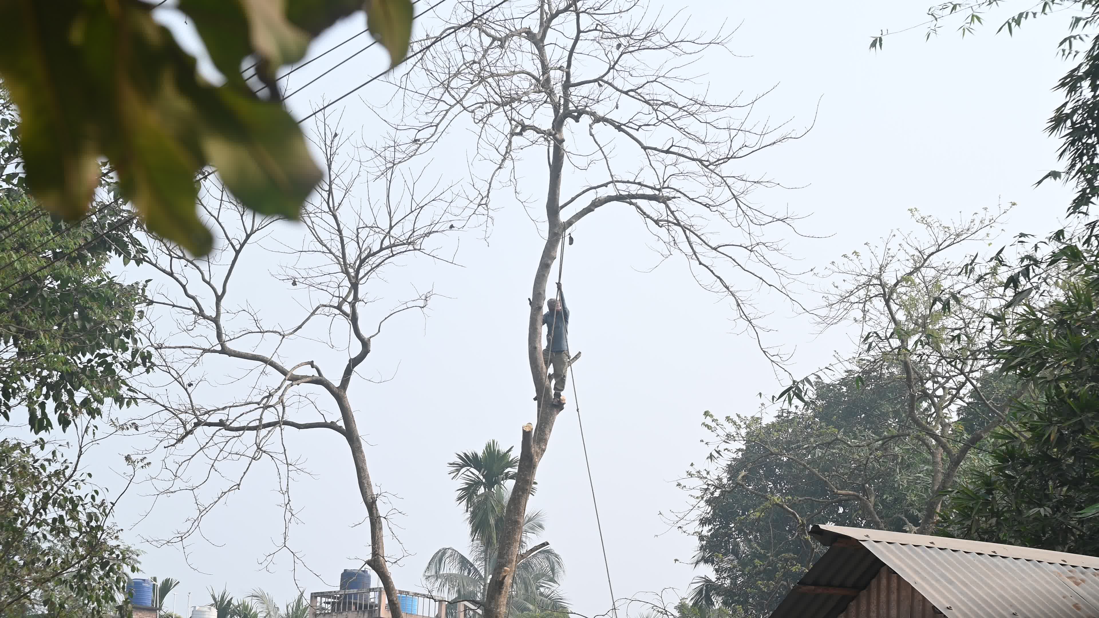 Urban Deforestation in India 