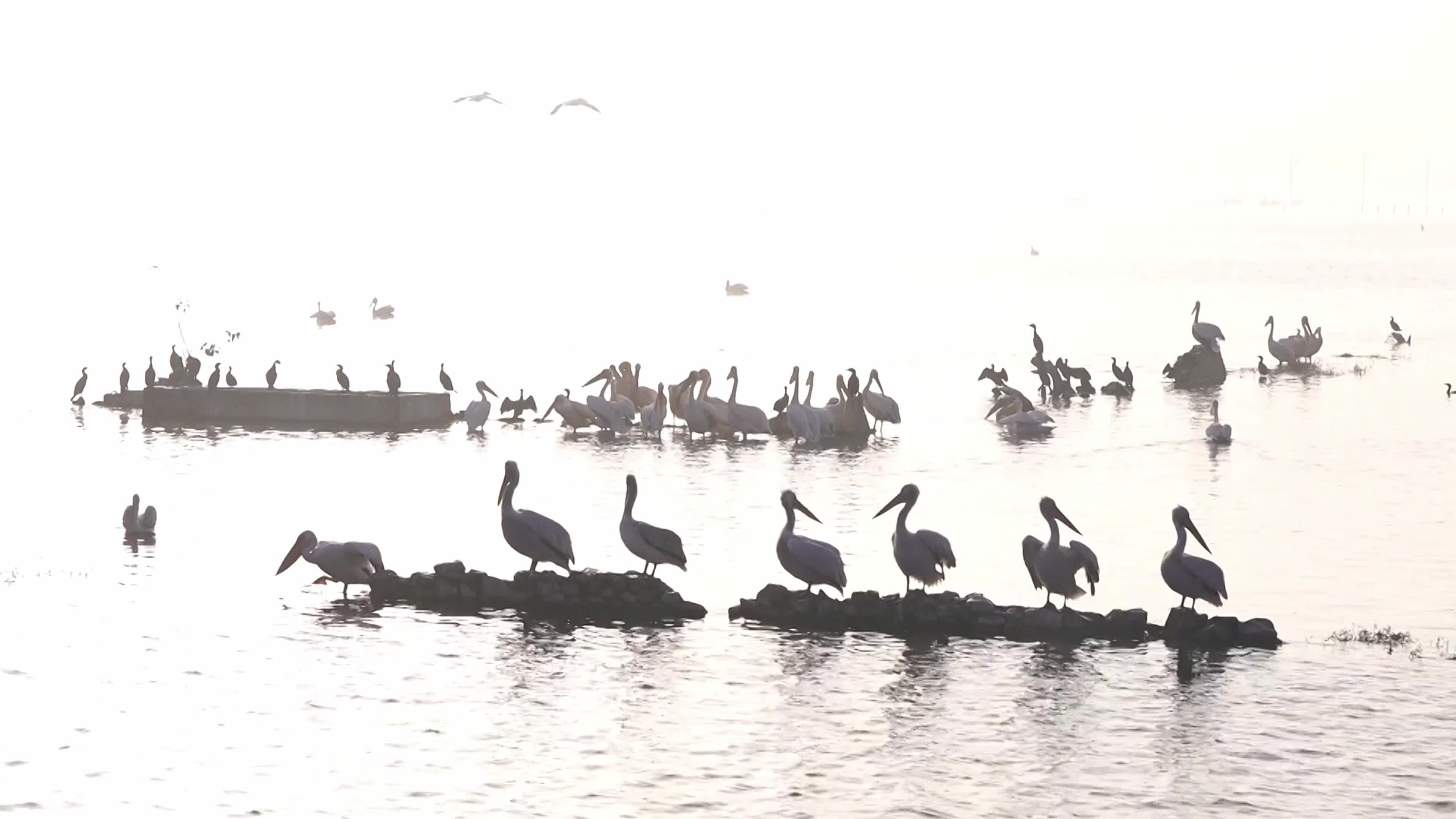 Pelicans inside The Lake During Cold Winter Day In India