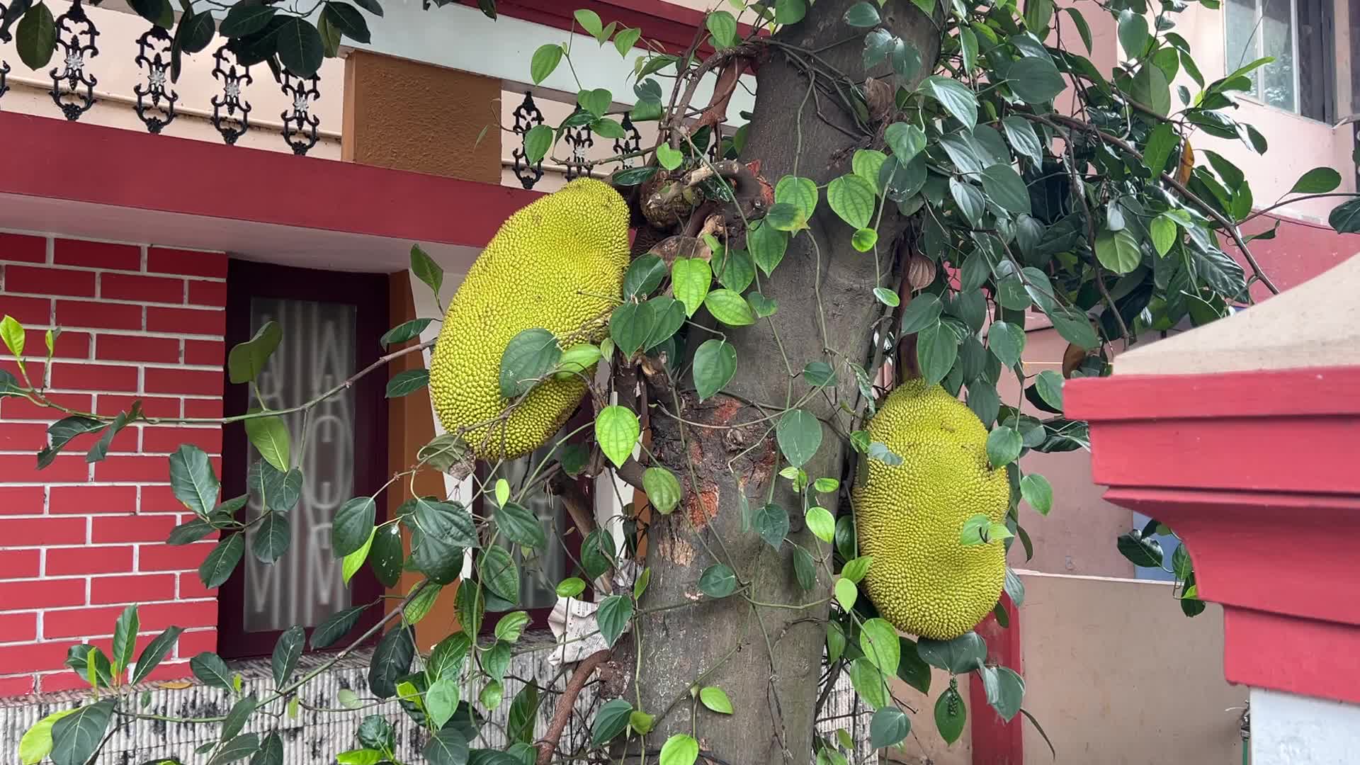 Daily life in Pattom, Kerala, India