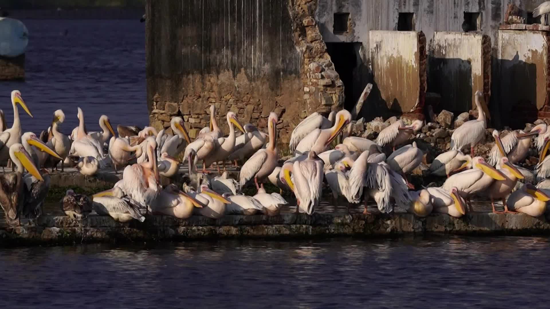 Pelicans Inside The Lake During Cold Winter Day