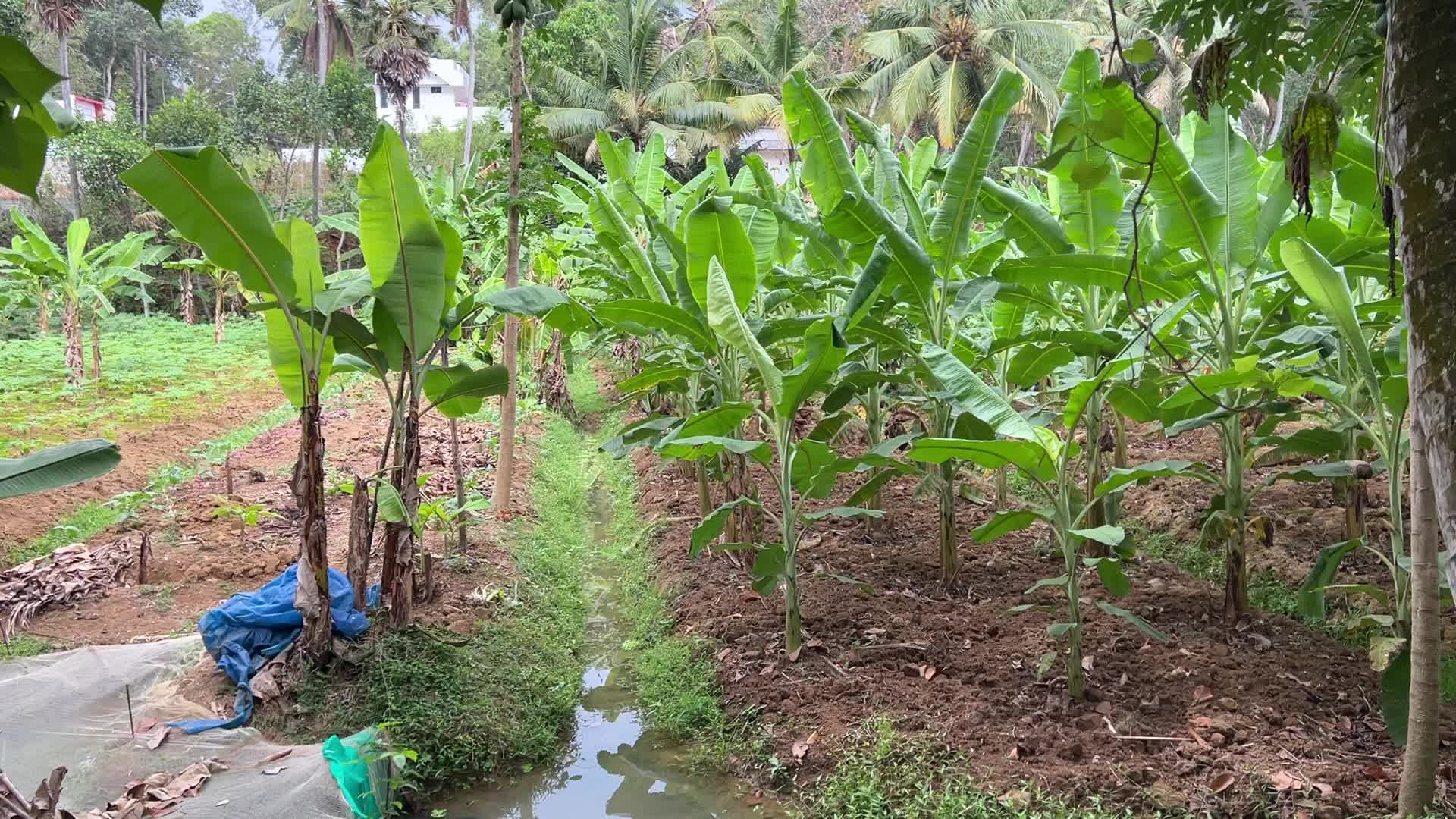 Banana plantation in Paruthiyoor