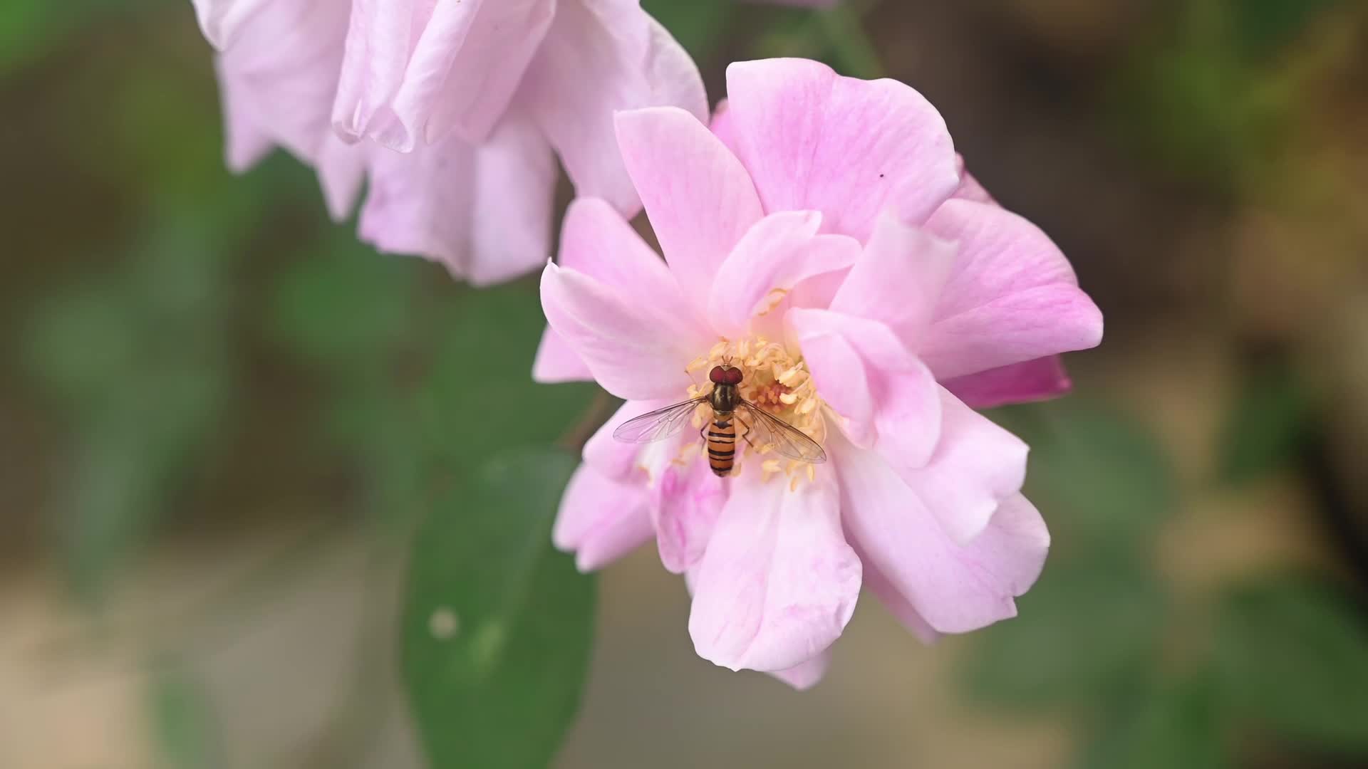 Rosa Flower - Monthly Rose 