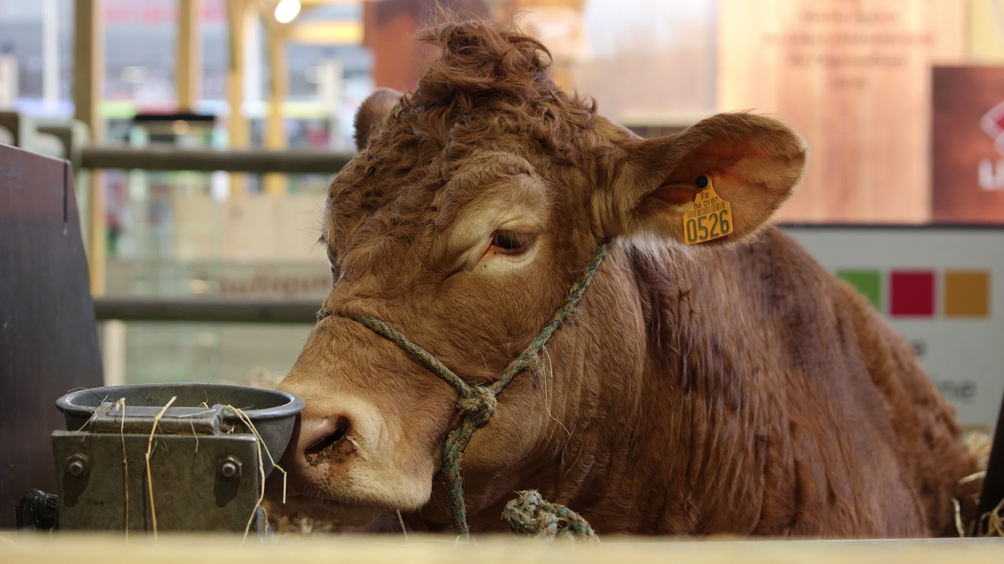 Limousin cow bred Oupette muse of the show of the 61th International Agriculture Fair