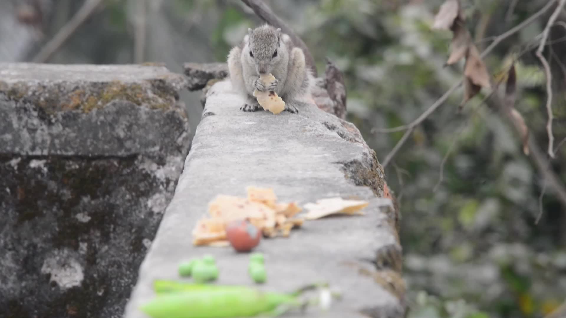 Squirrel Eats Food