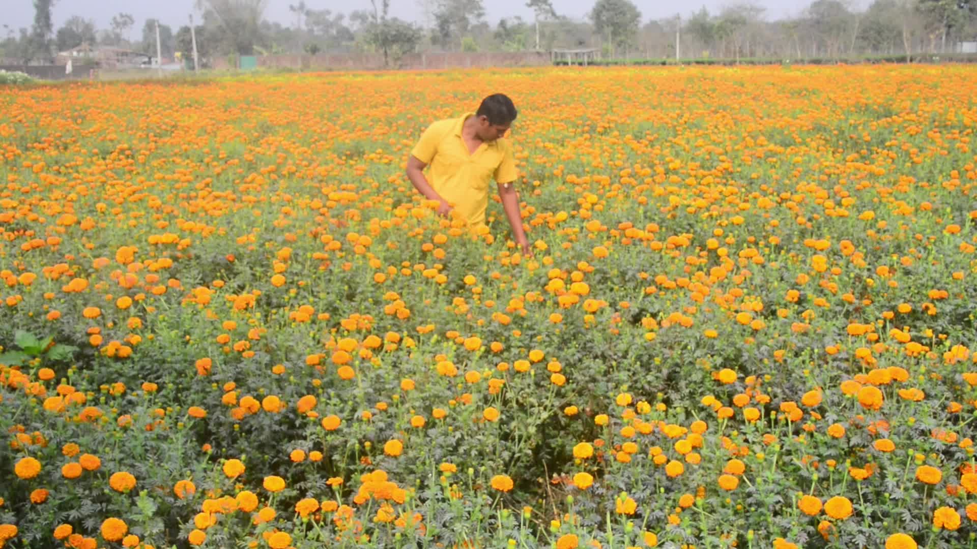 India Economy Flower Cultivation