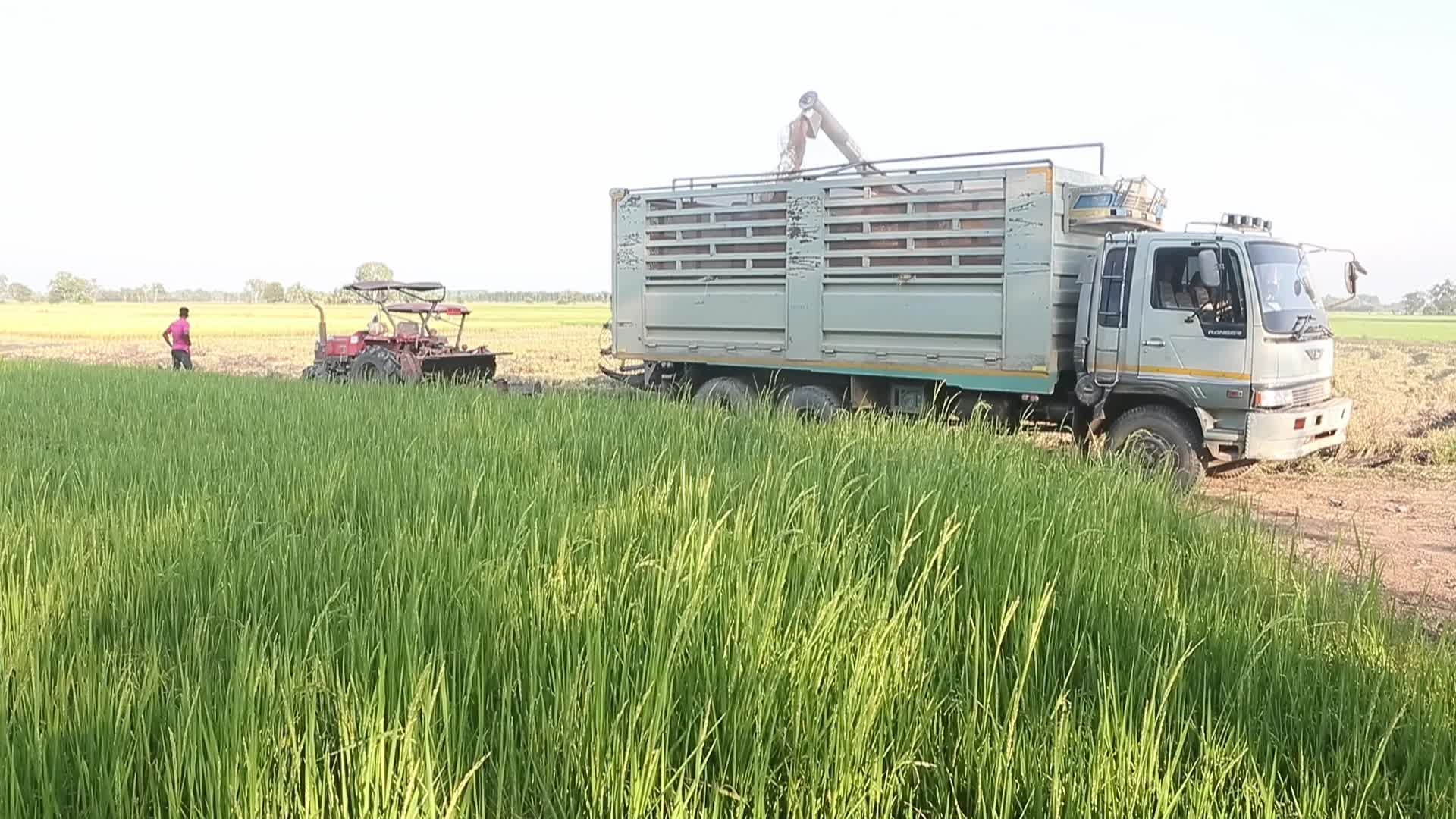 Harvesting In Thailand