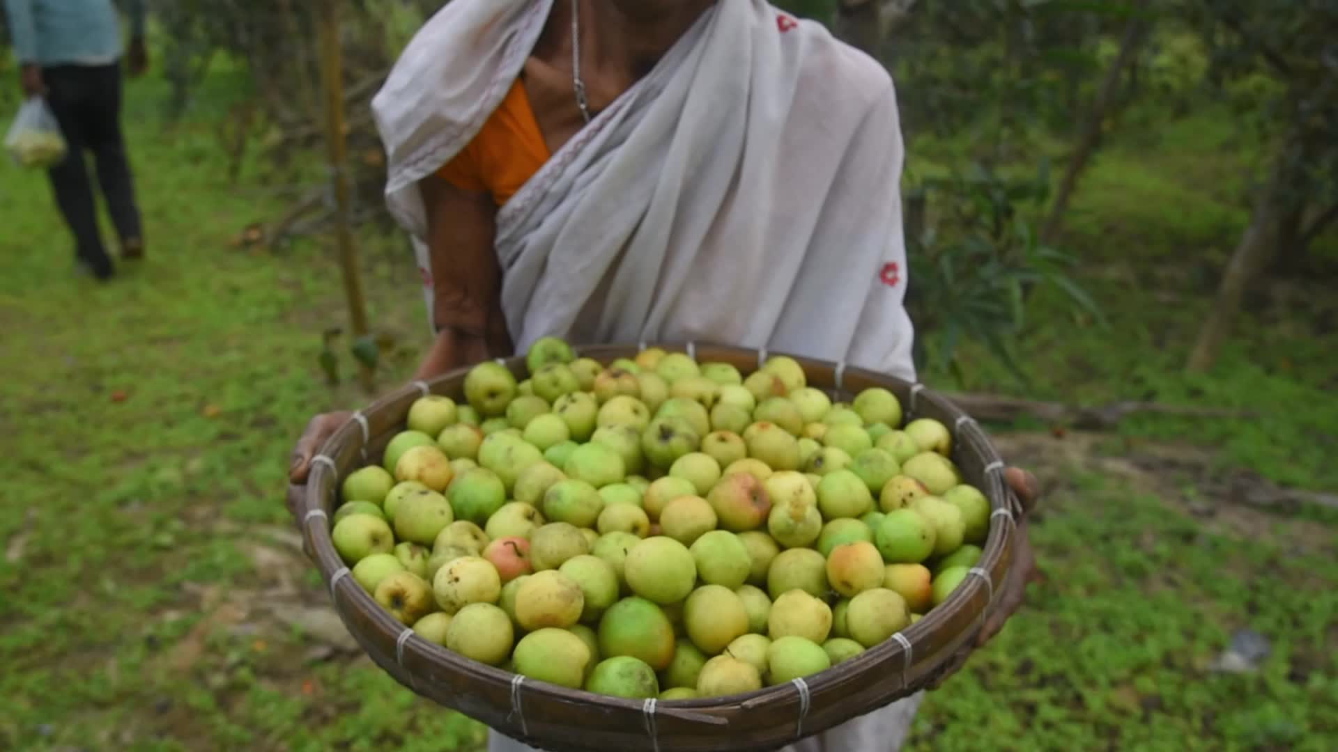 Jujube Harvest In India 