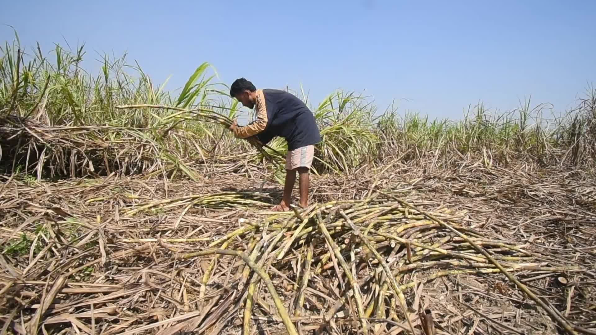 Jaggery Making in India