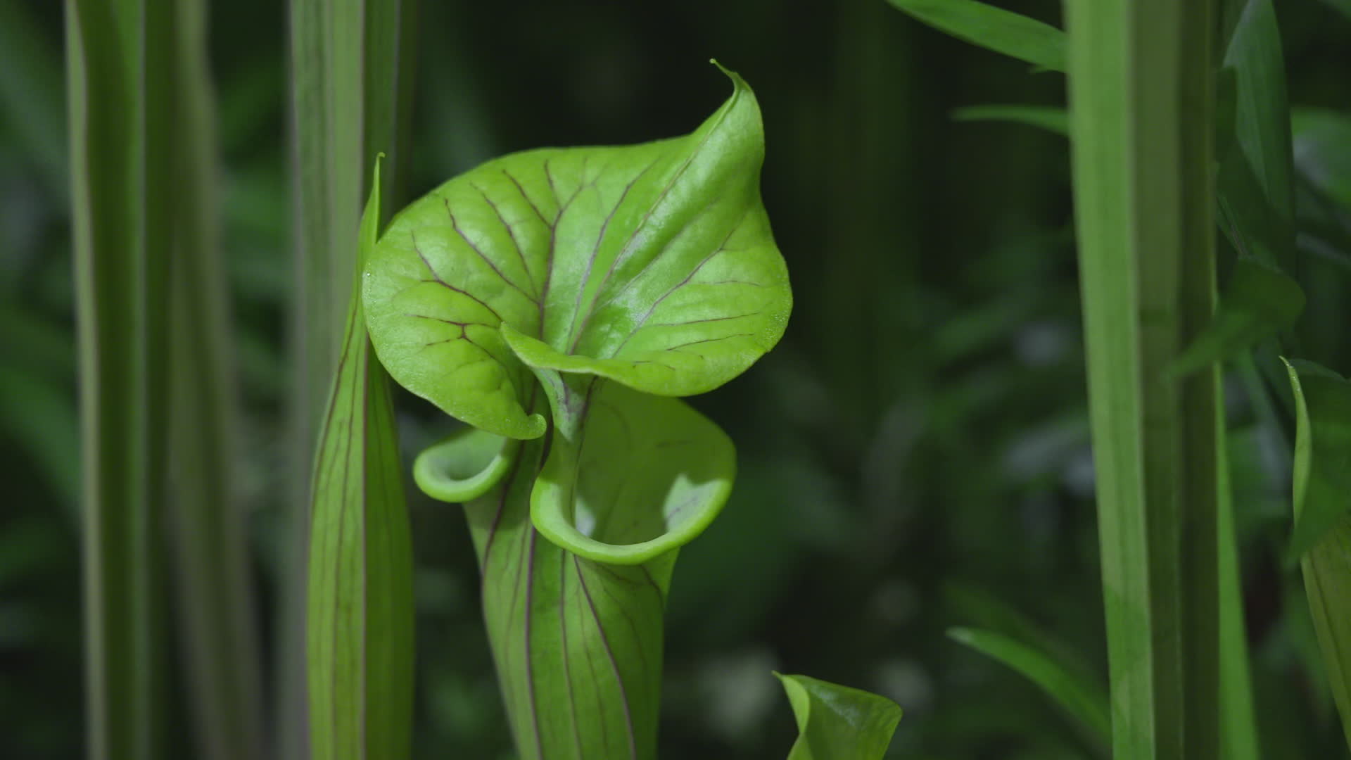 Carnivorous plants at the World Flower Show in Warsaw