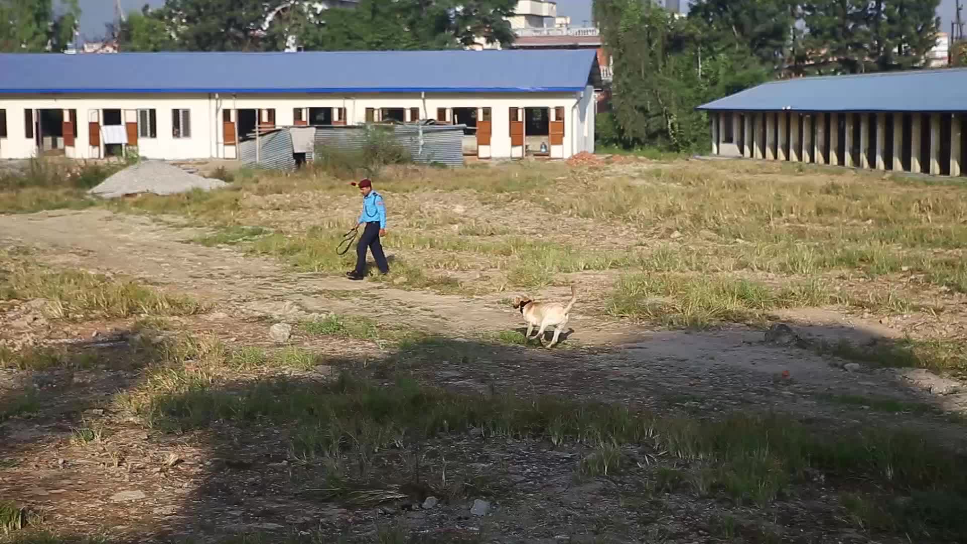 "Kukur Tihar”  Dog worship day in Nepal